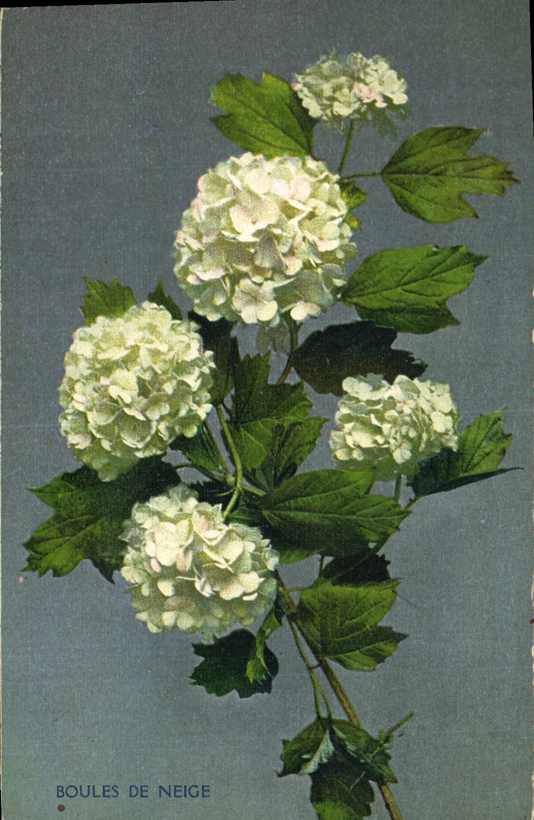 Postal Fantasia Flores Bolas de nieve