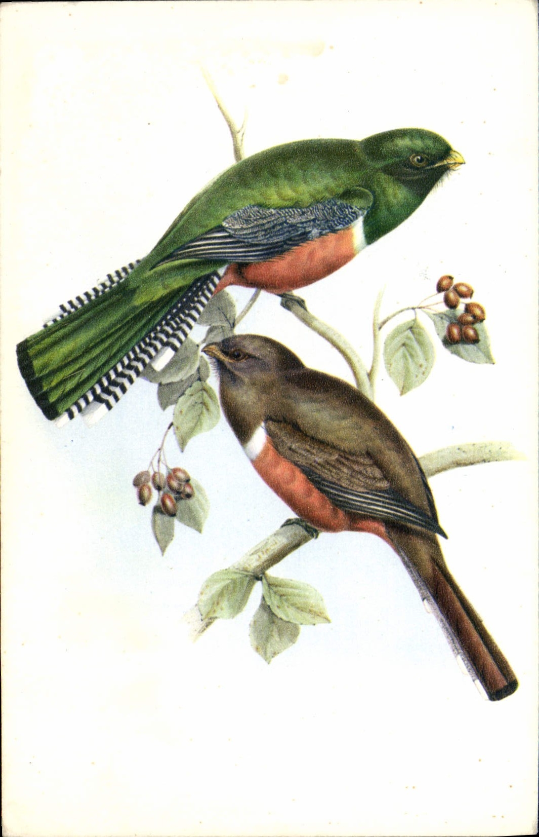 CPA Oiseaux Trogon Collaris 