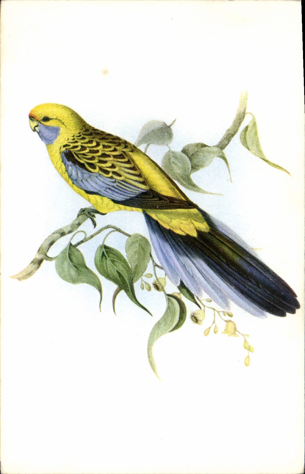 CPA Platyrcercus Flaveolus Gould 