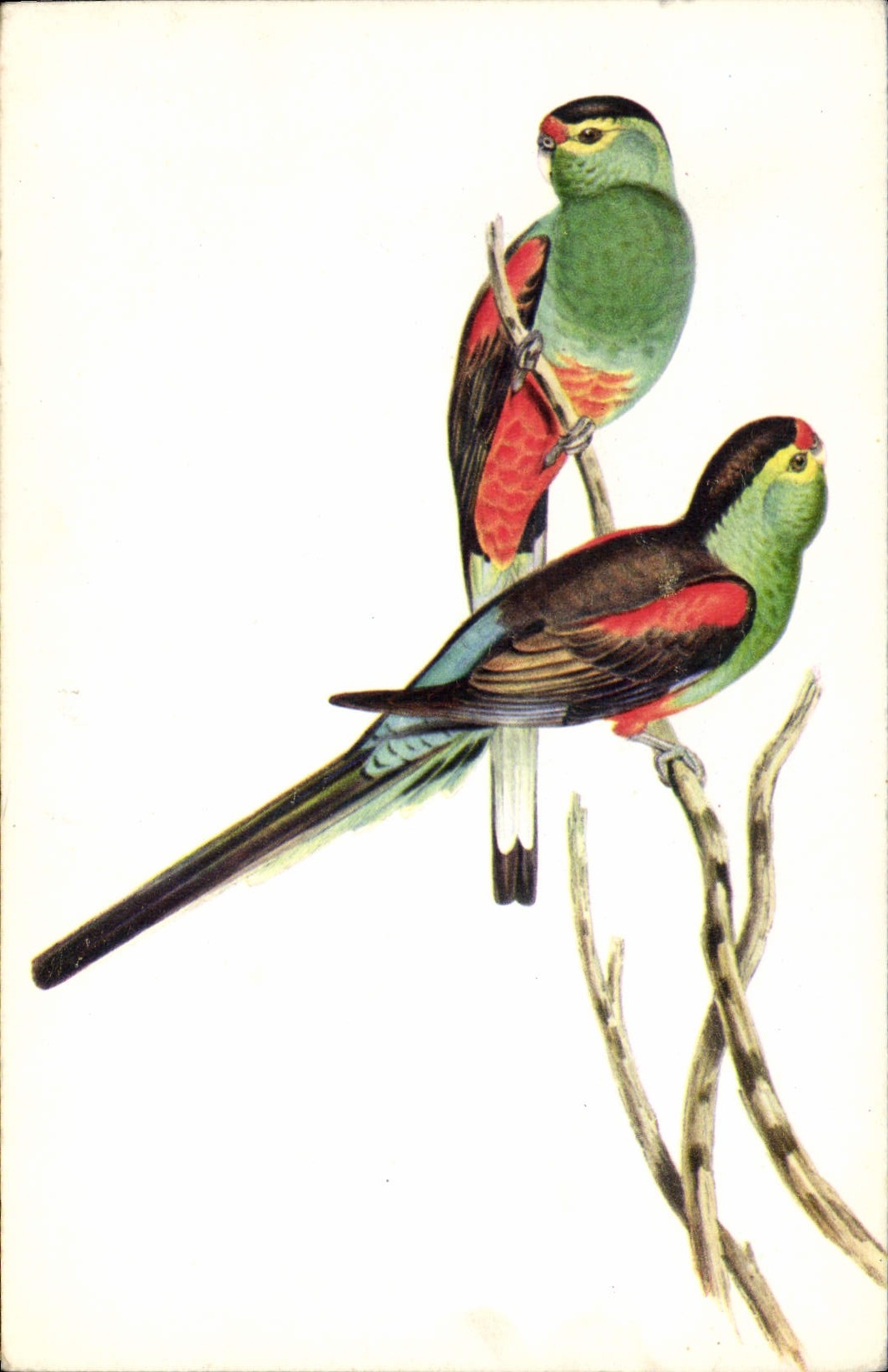 CPA Psephotus pulcherrimus Gould 