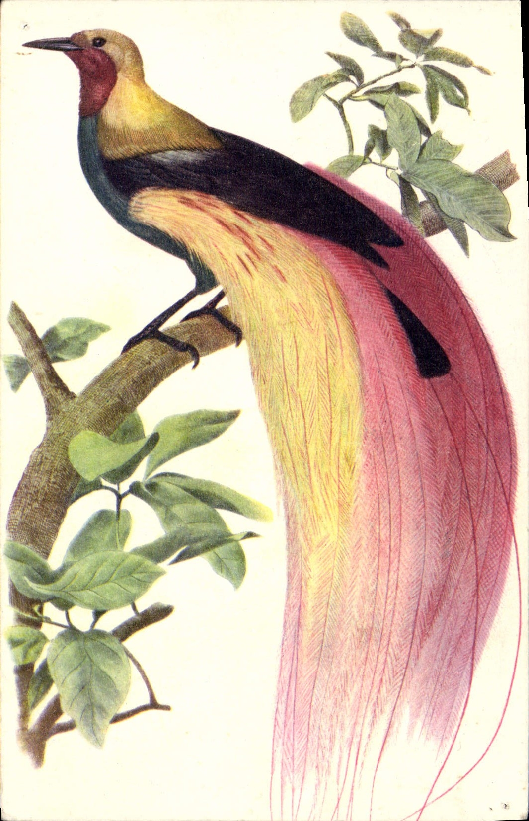 CPA Paradisier Grand Emeraude 