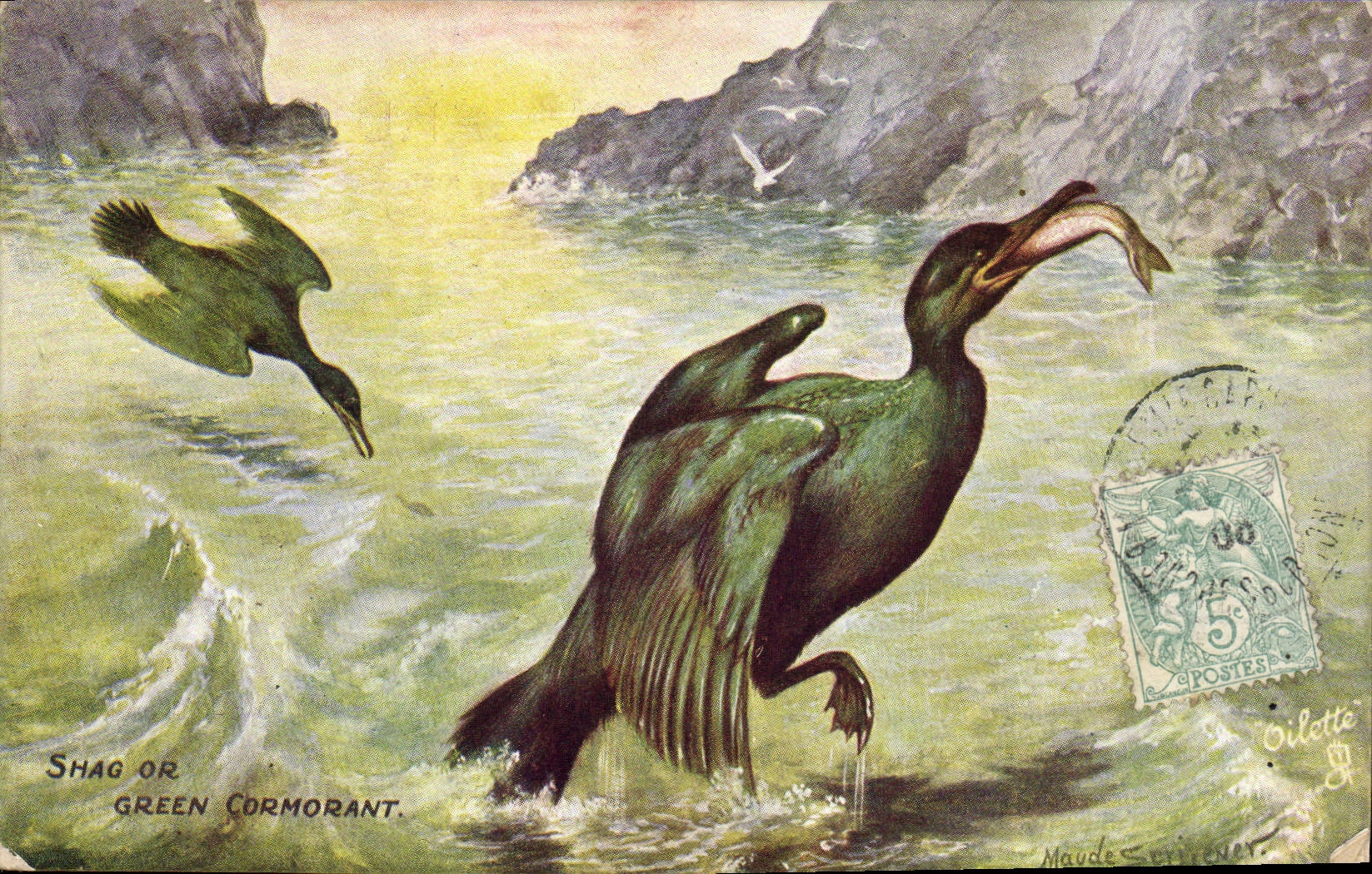 CPA Shag or Green Cormorant 