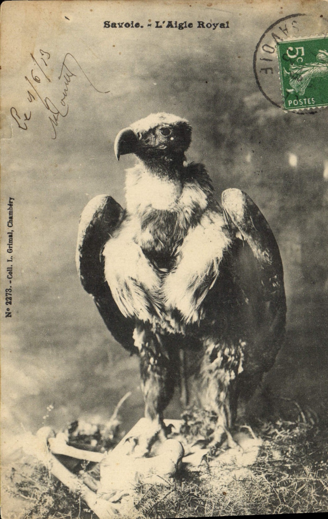 CPA Savoie L'aigle royal Rapace 