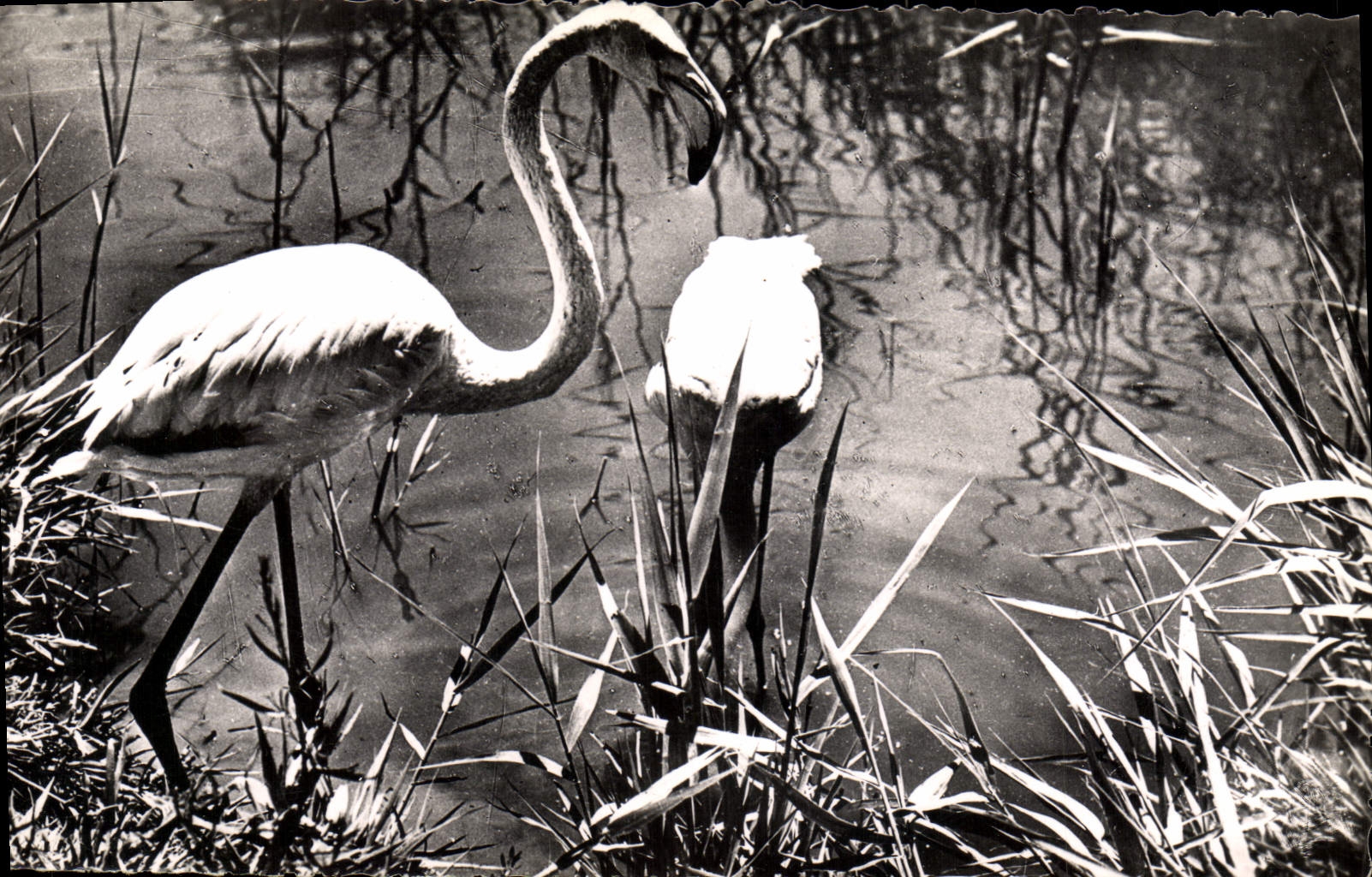 CPM Flamants roses aux Saintes Maries de la Mer 