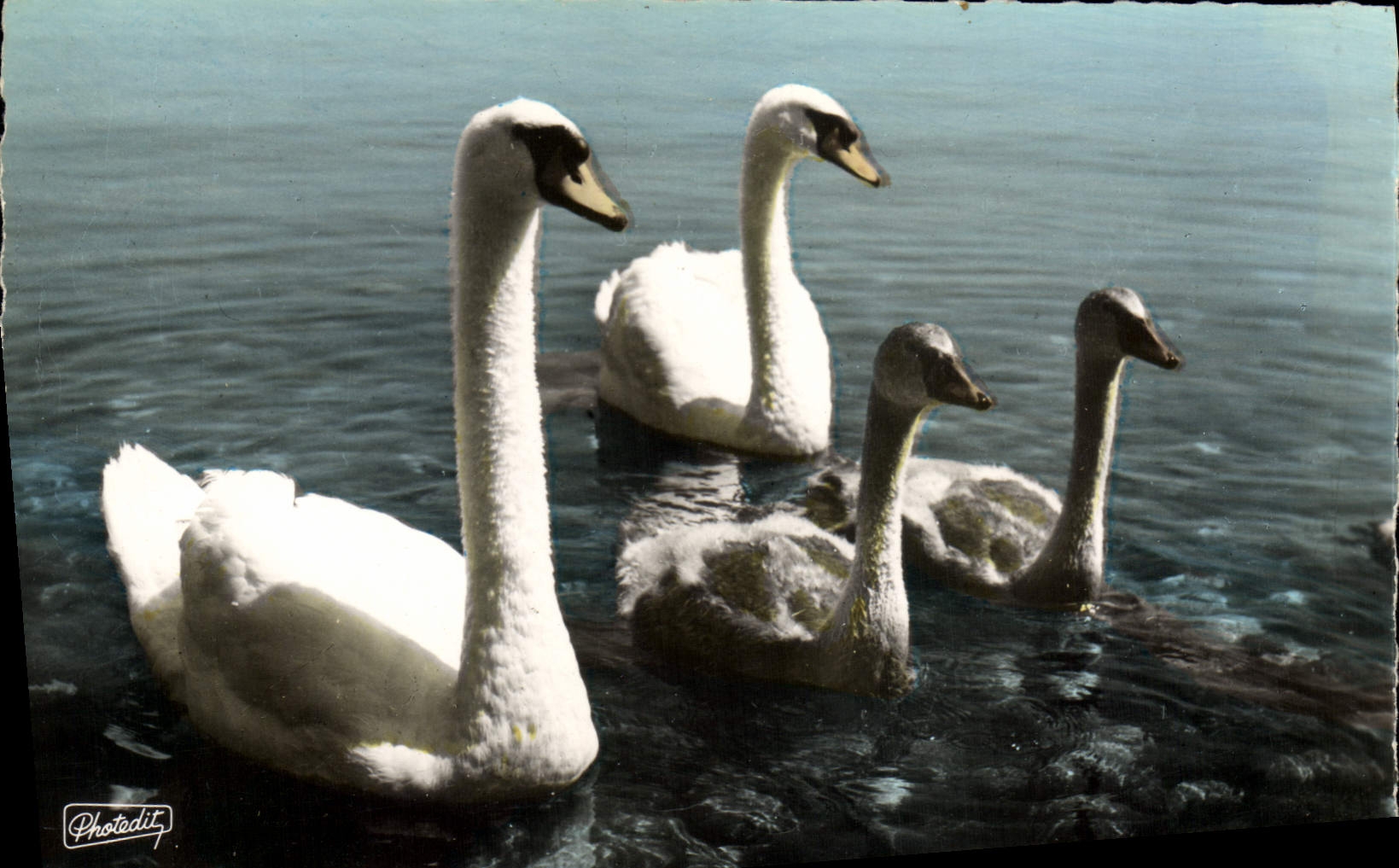 CPM Sur les rives du Leman Papa Cygne Maman Bebes 
