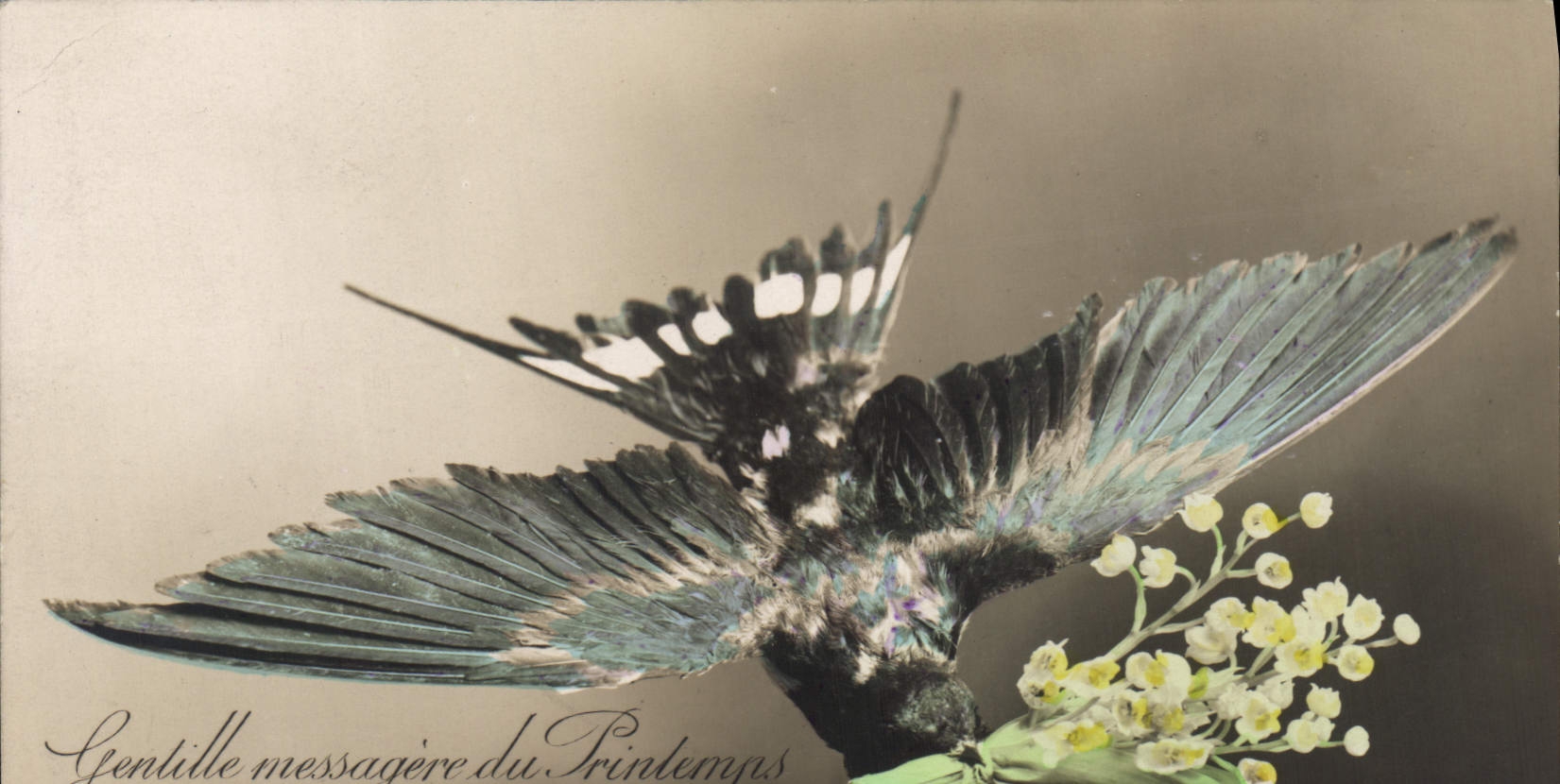 CPA Oiseau Gentille messagere du Printemps porte lui bonheur 