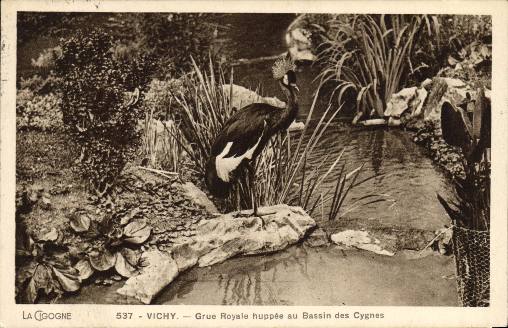 CPA Vichy Grue royale huppee au bassin des cygnes