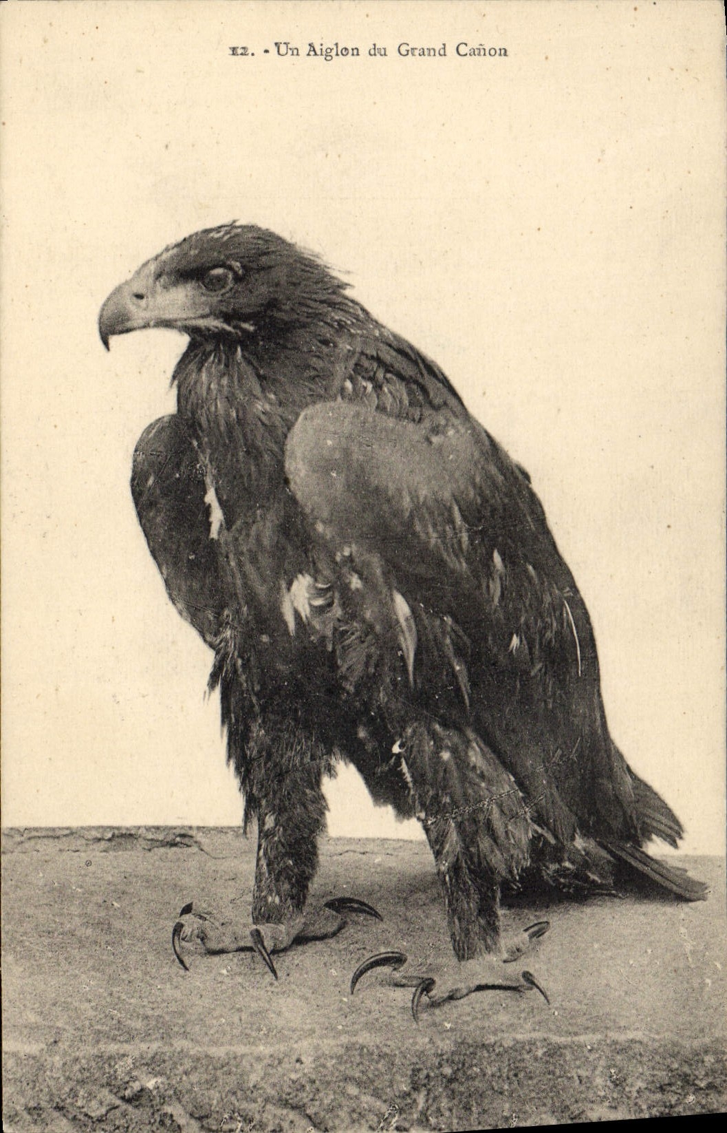 CPA Un aiglon du Grand Canon Rapace 