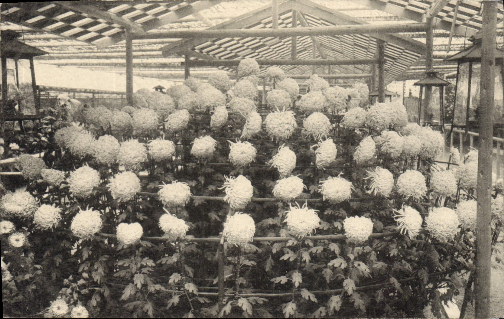 Postal Fantasia Flores Japón Nipón