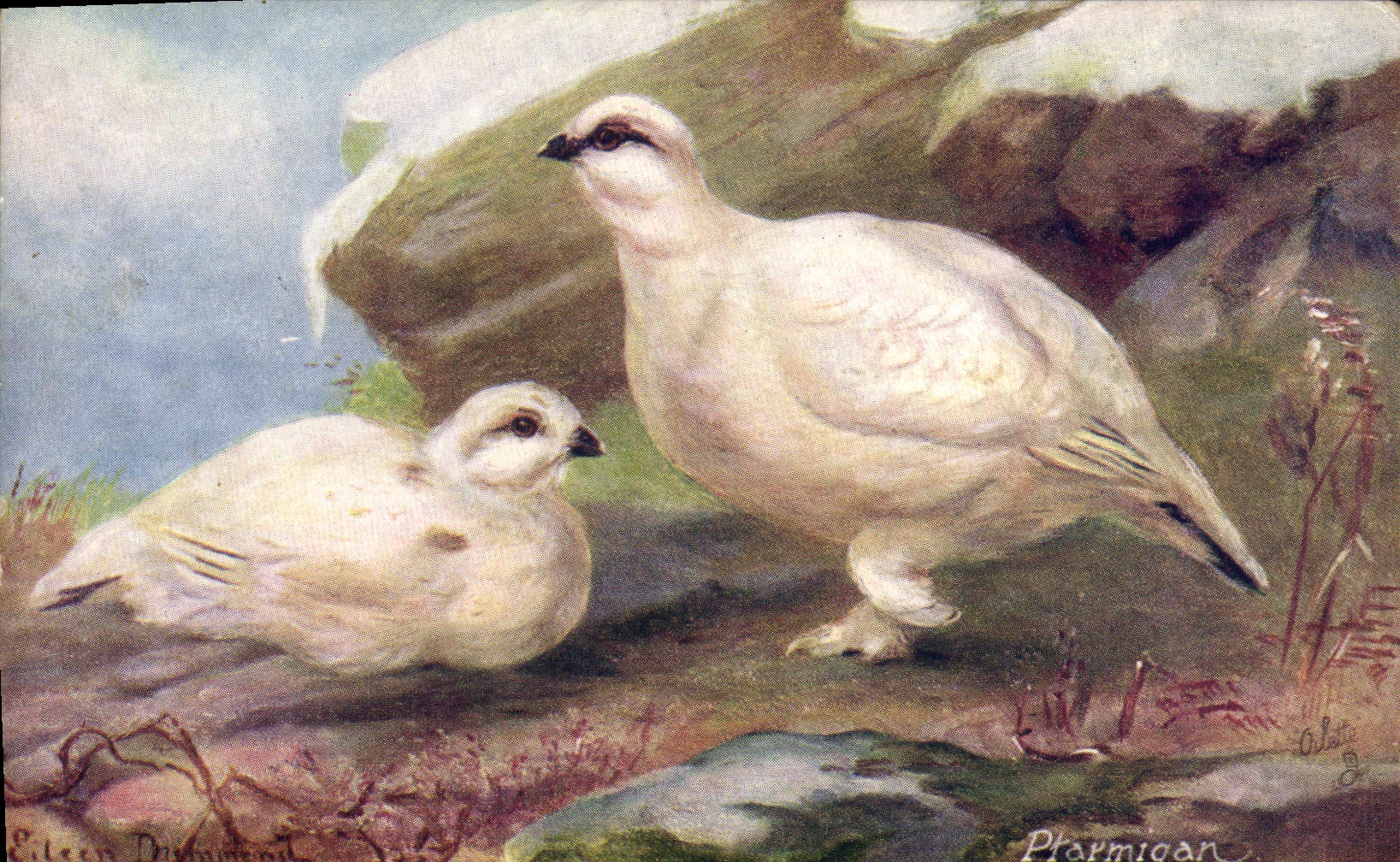 CPA The Ptarmigan 