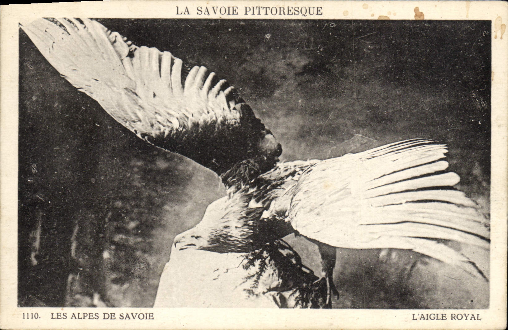 CPA Les Alpes de Savoie L'aigle royal 