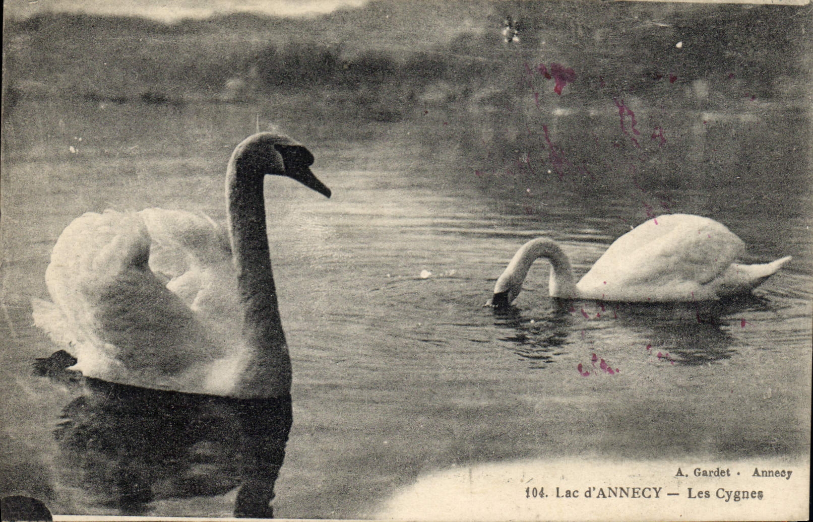 CPA Lac d'Annecy Les cygnes