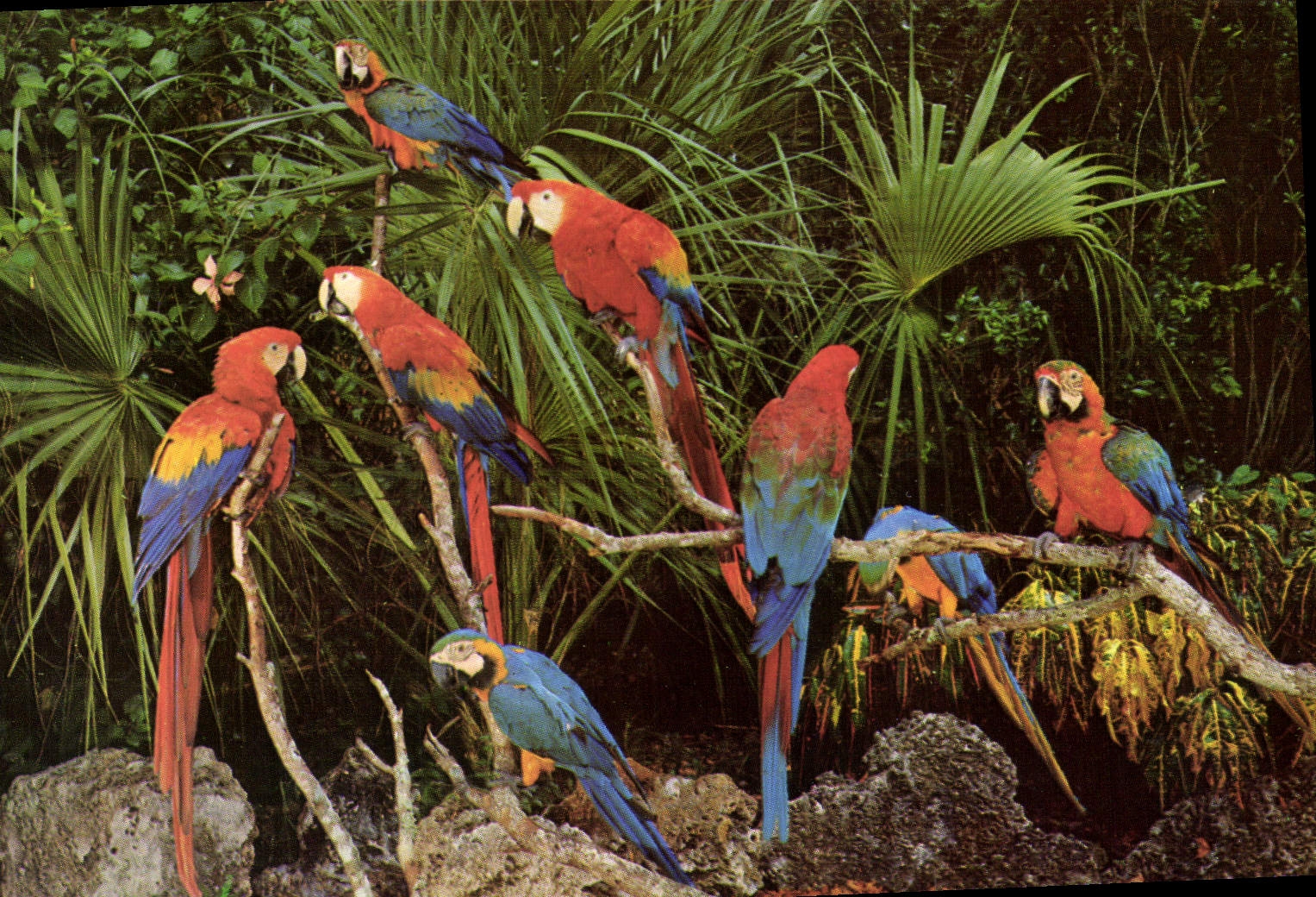 CPM Tropical Florida Perroquets Parrots