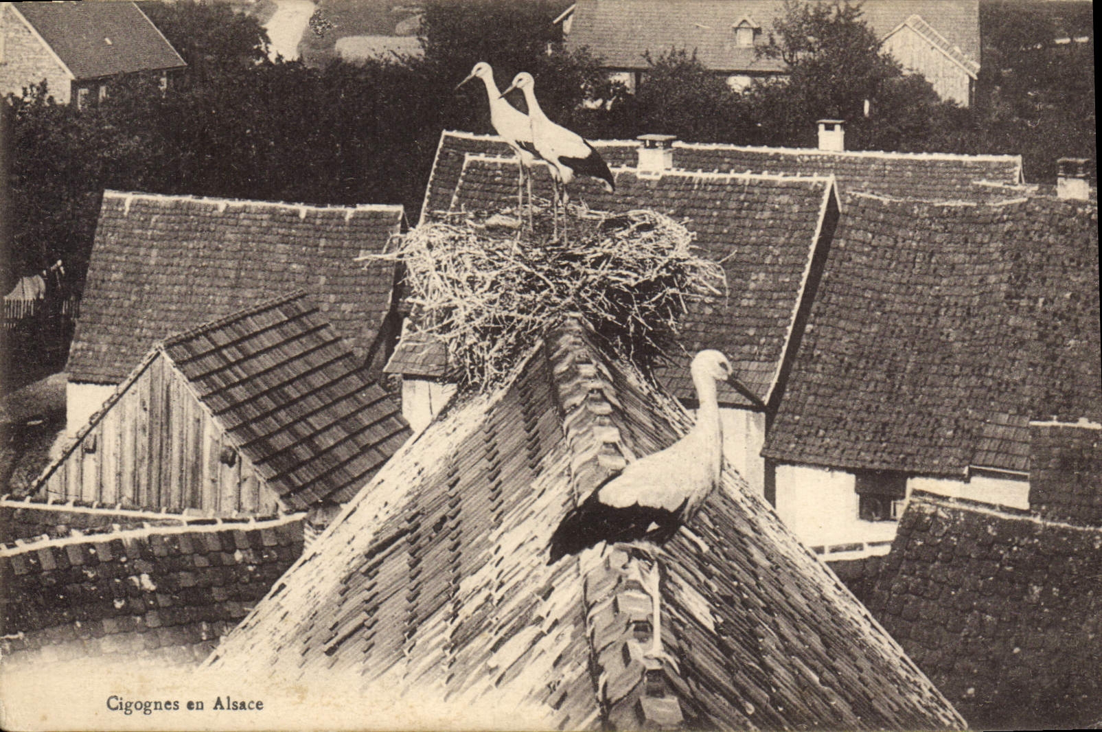 CPA Cigognes en Alsace 