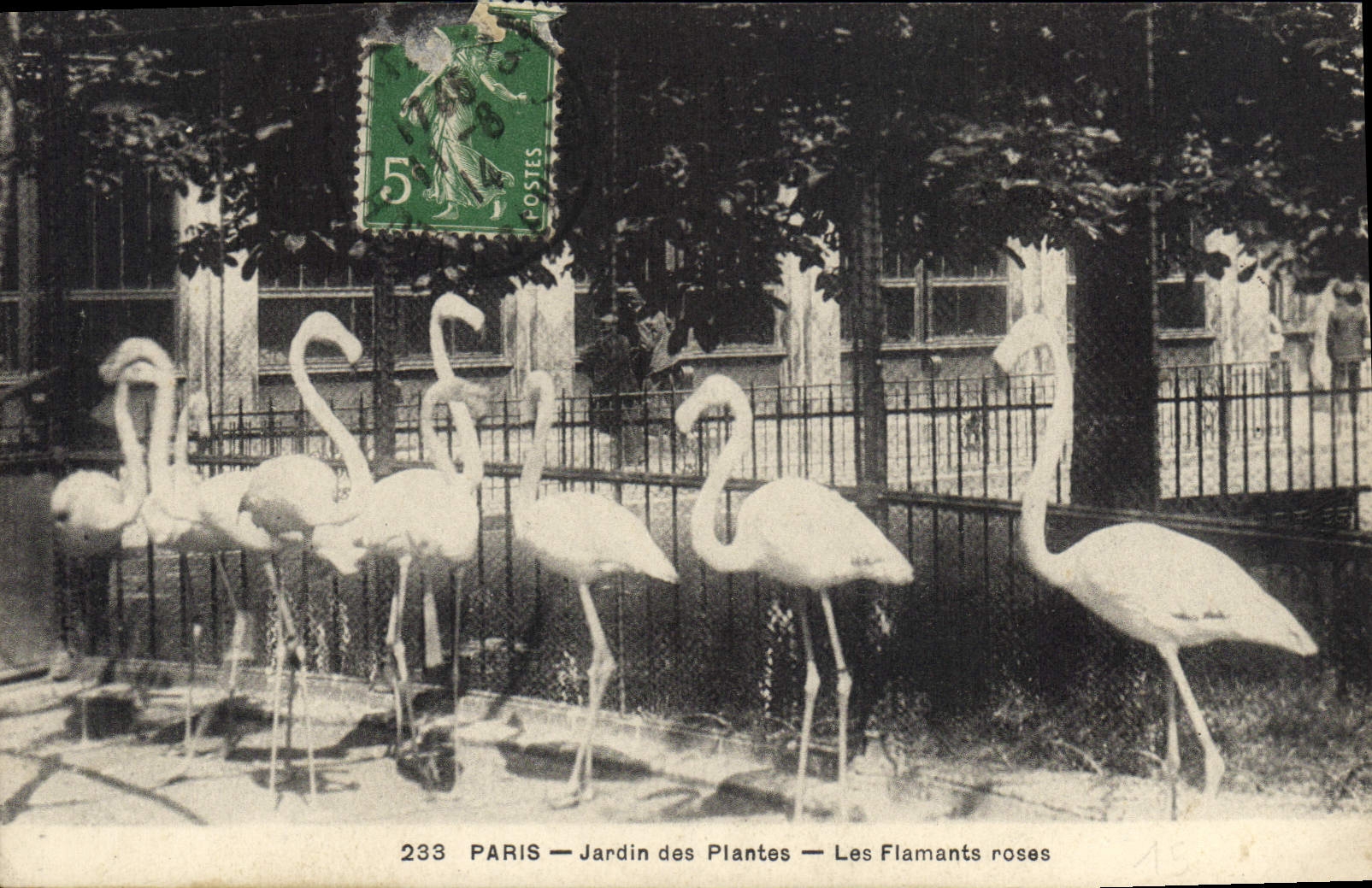 CPA Paris Jardin des Plantes Les flamants roses