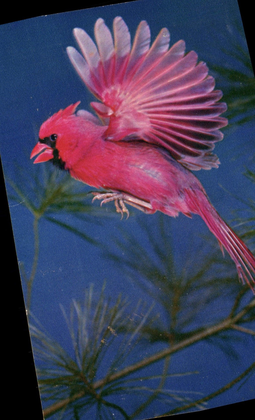 CPA Cardinal 