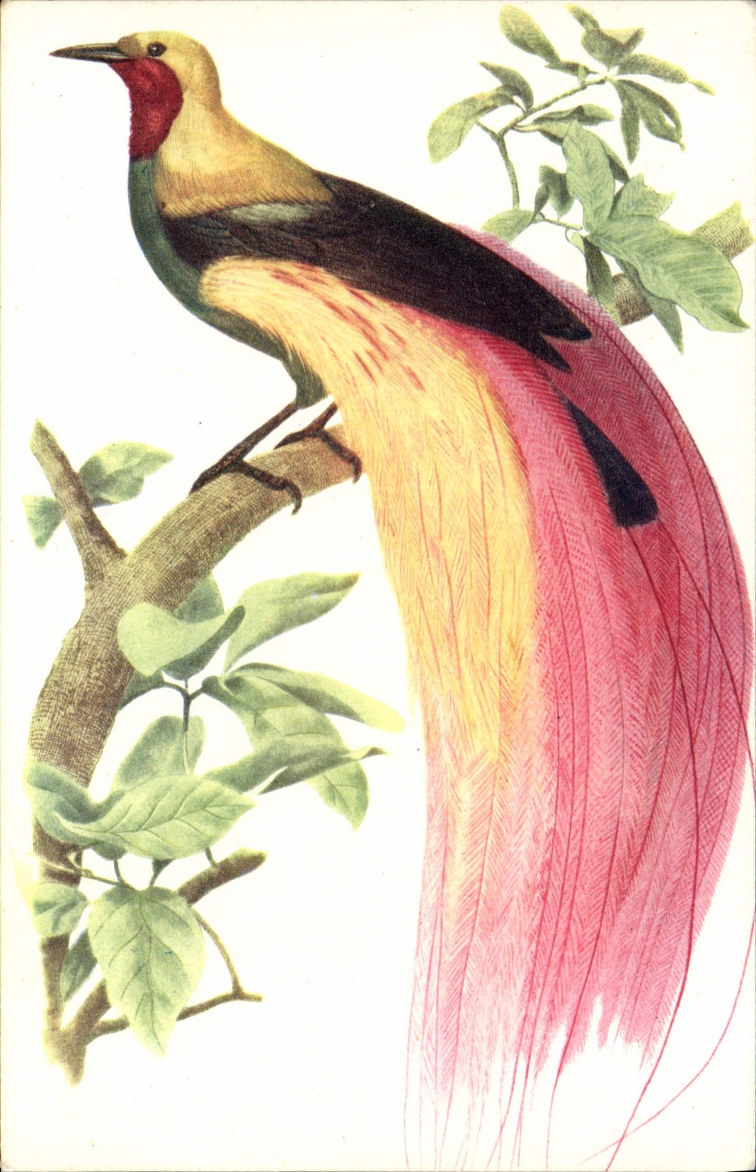 CPA Paradisier Grand Emeraude 