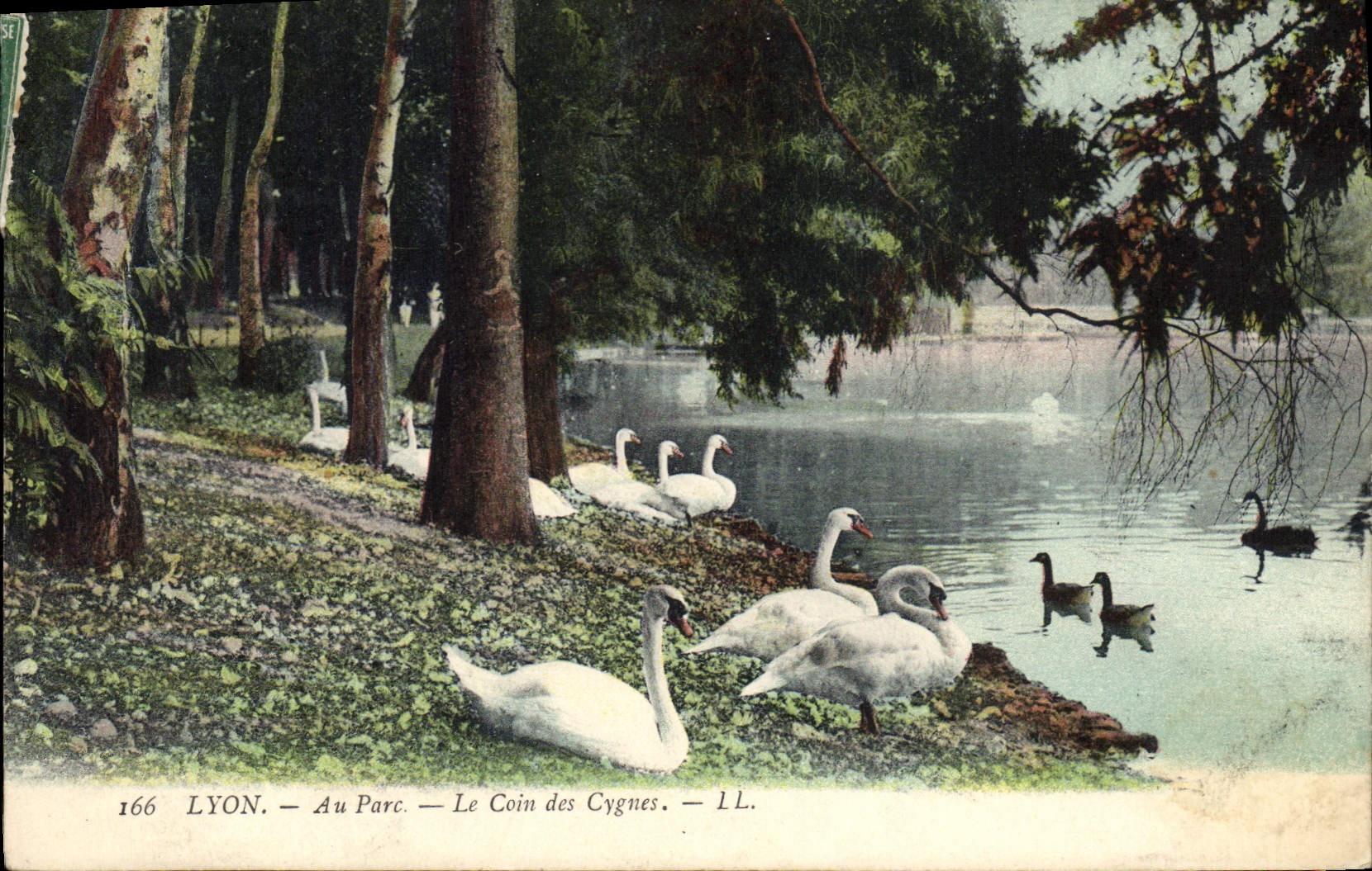 CPA Lyon Au parc Le coin des cygnes 
