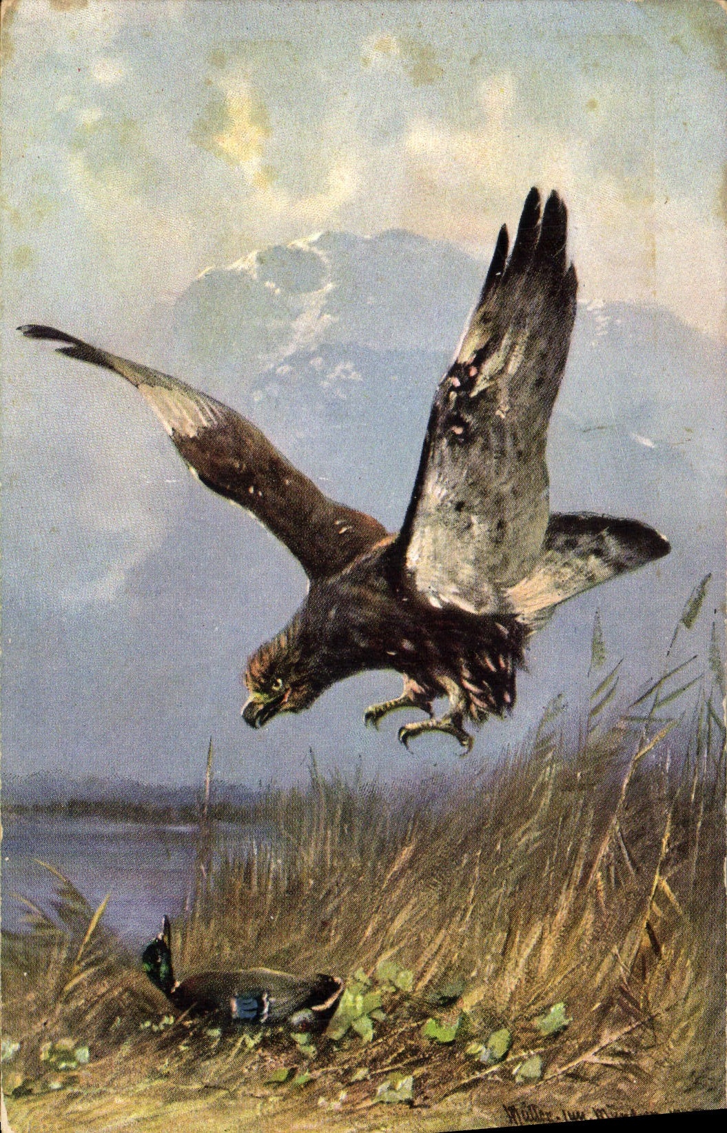CPA Aigle Rapace 