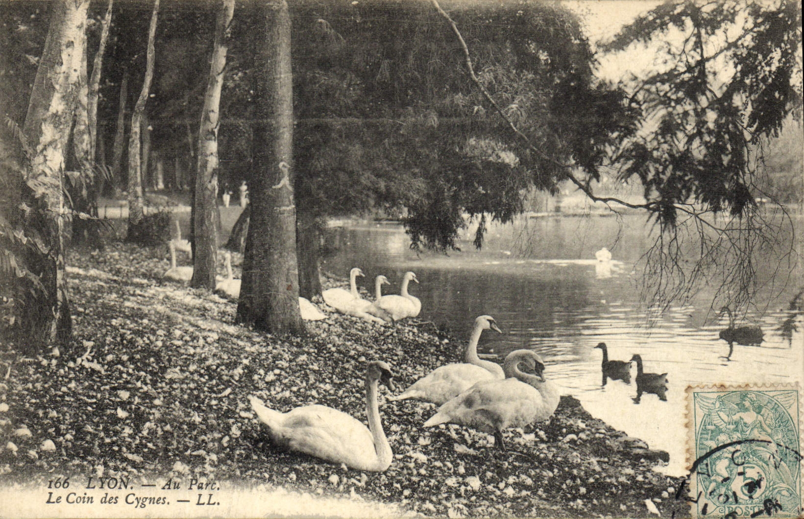 CPA Lyon Au parc Le coin des cygnes 