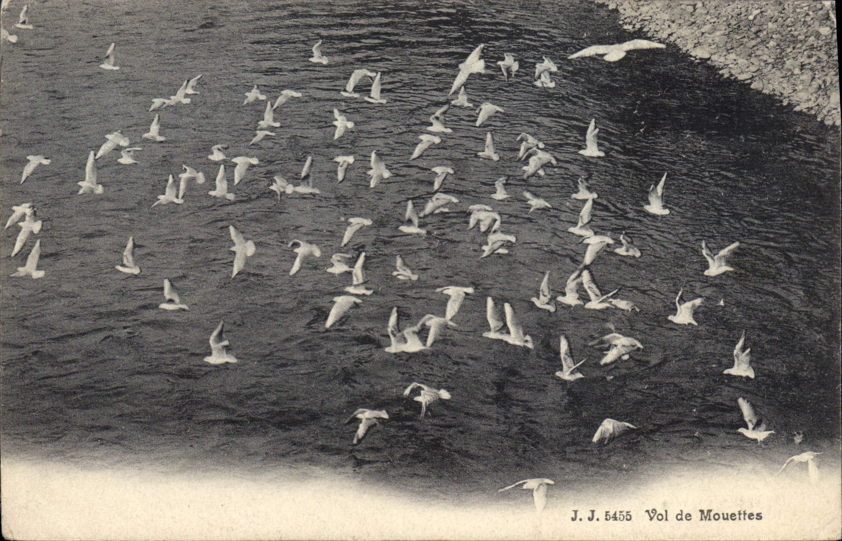 CPA Vol de mouettes 