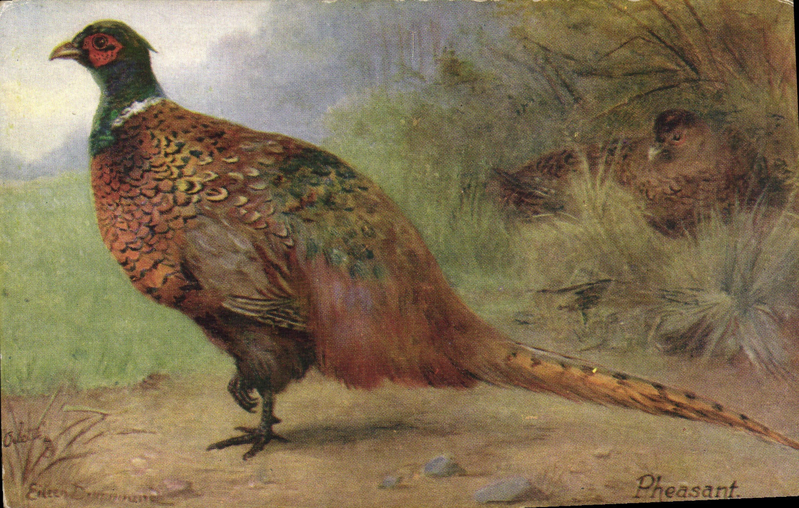 CPA The pheasant Faisan 