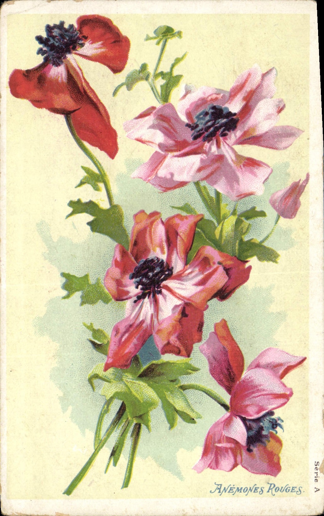 Postal Fantasia Flores Anémonas rojas