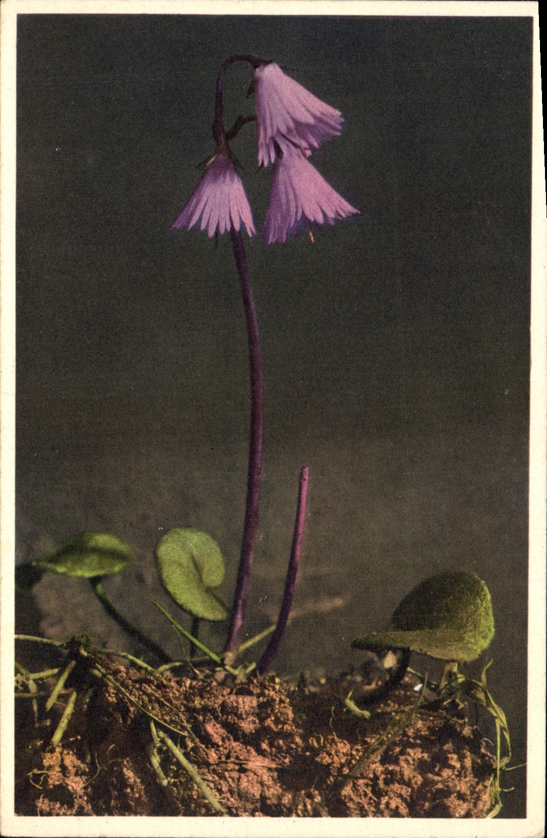 Postal Fantasia Flores Soldanella alpina