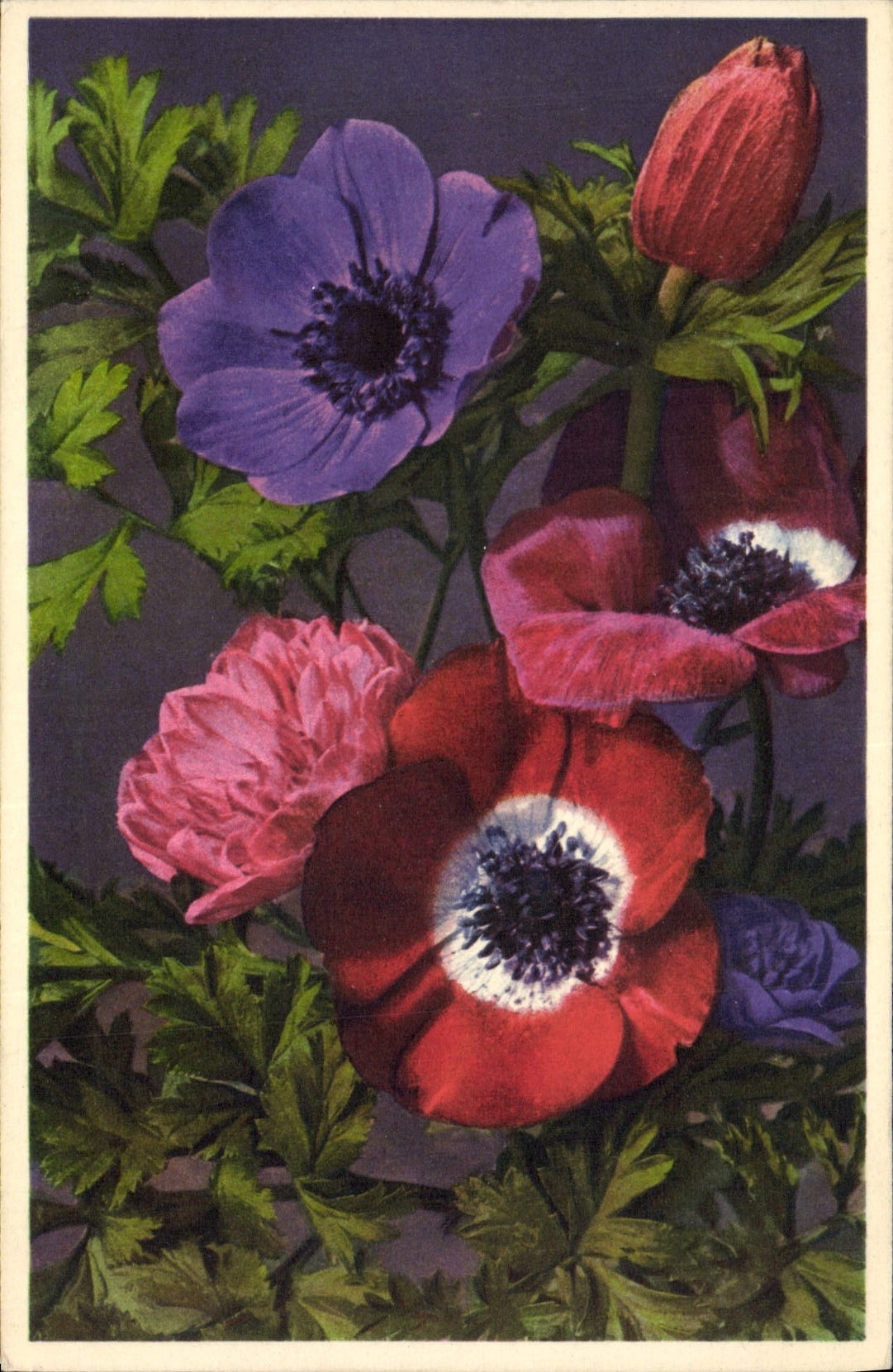 Postal Fantasia Flores Anémonas de los floricultores