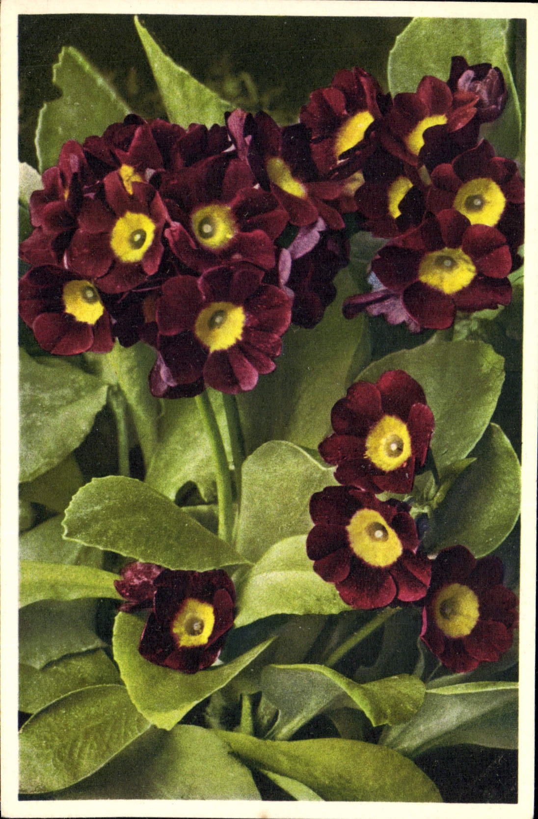 Postal Fantasia Flores Oreja de oso