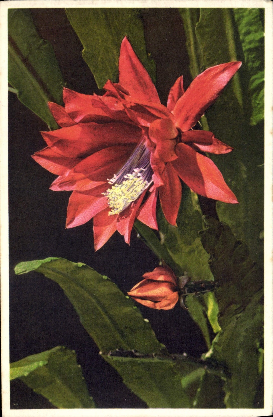 Postal Fantasia Flores Cactus de los floricultores