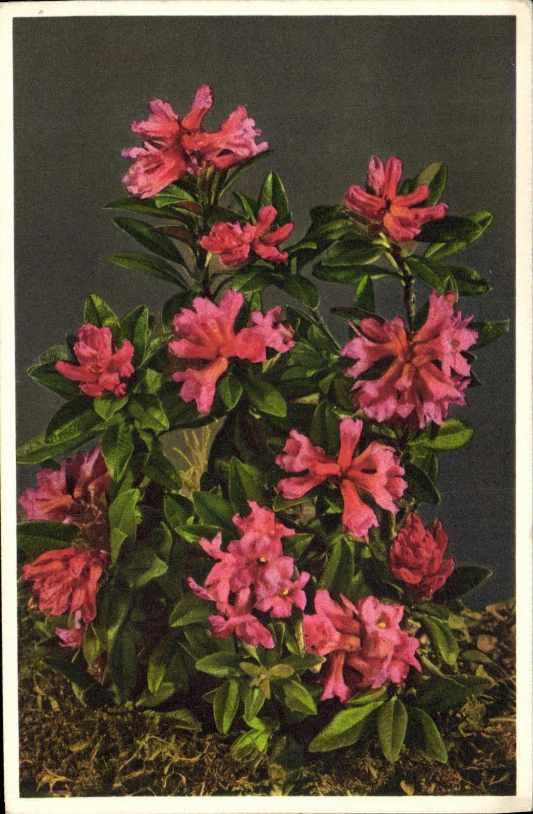 Postal Fantasia Flores Alpenrose