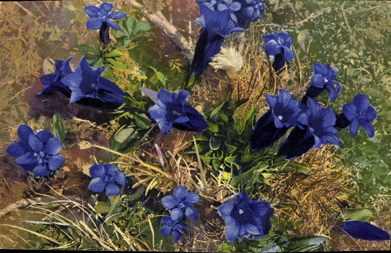 Postal Fantasia Flores Gentiana Verna