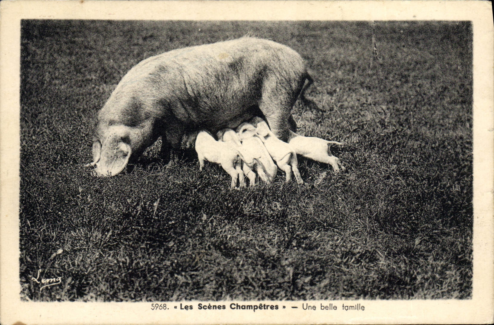CPA Cochon Porc Une belle famille 