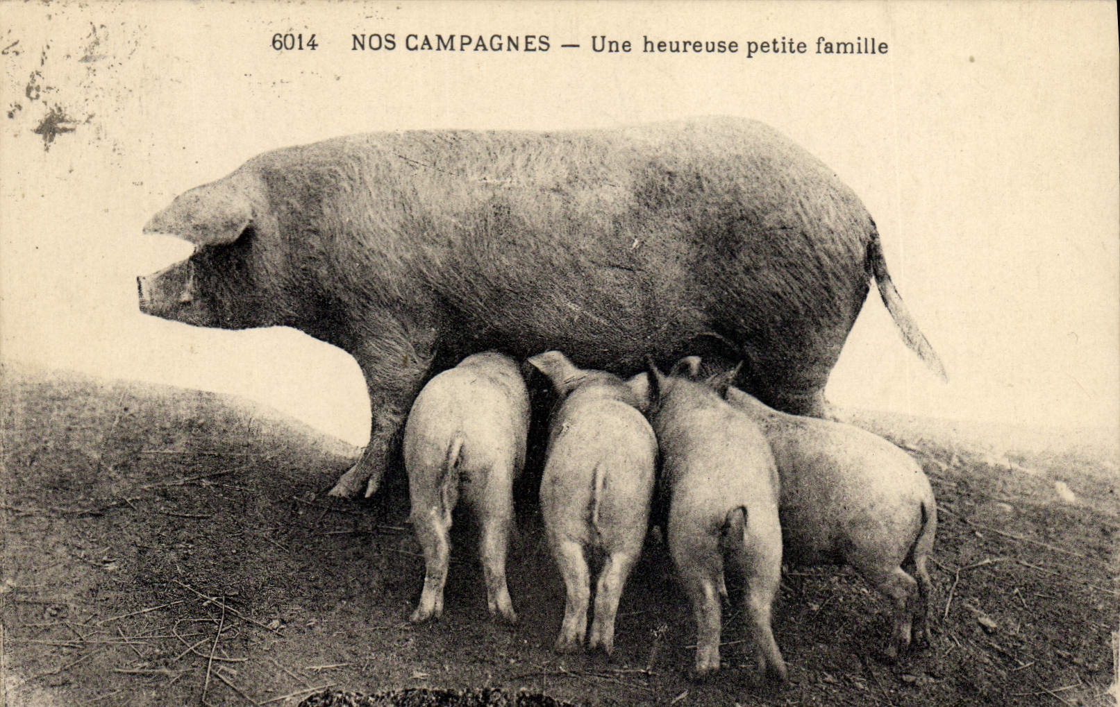 CPA Cochon Porc Une heureuse petite famille