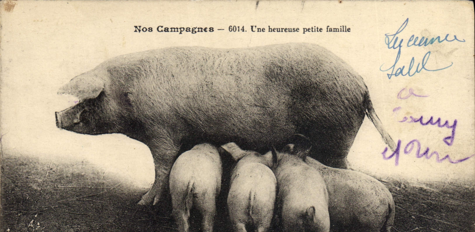 CPA Cochon Porc Une heureuse petite famille