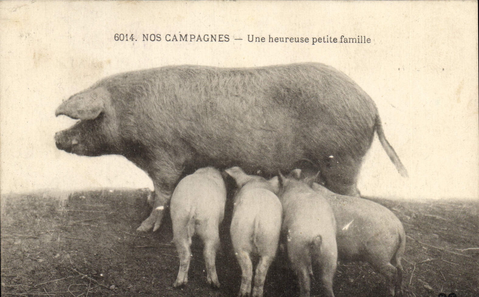 CPA Cochon Porc Une heureuse petite famille