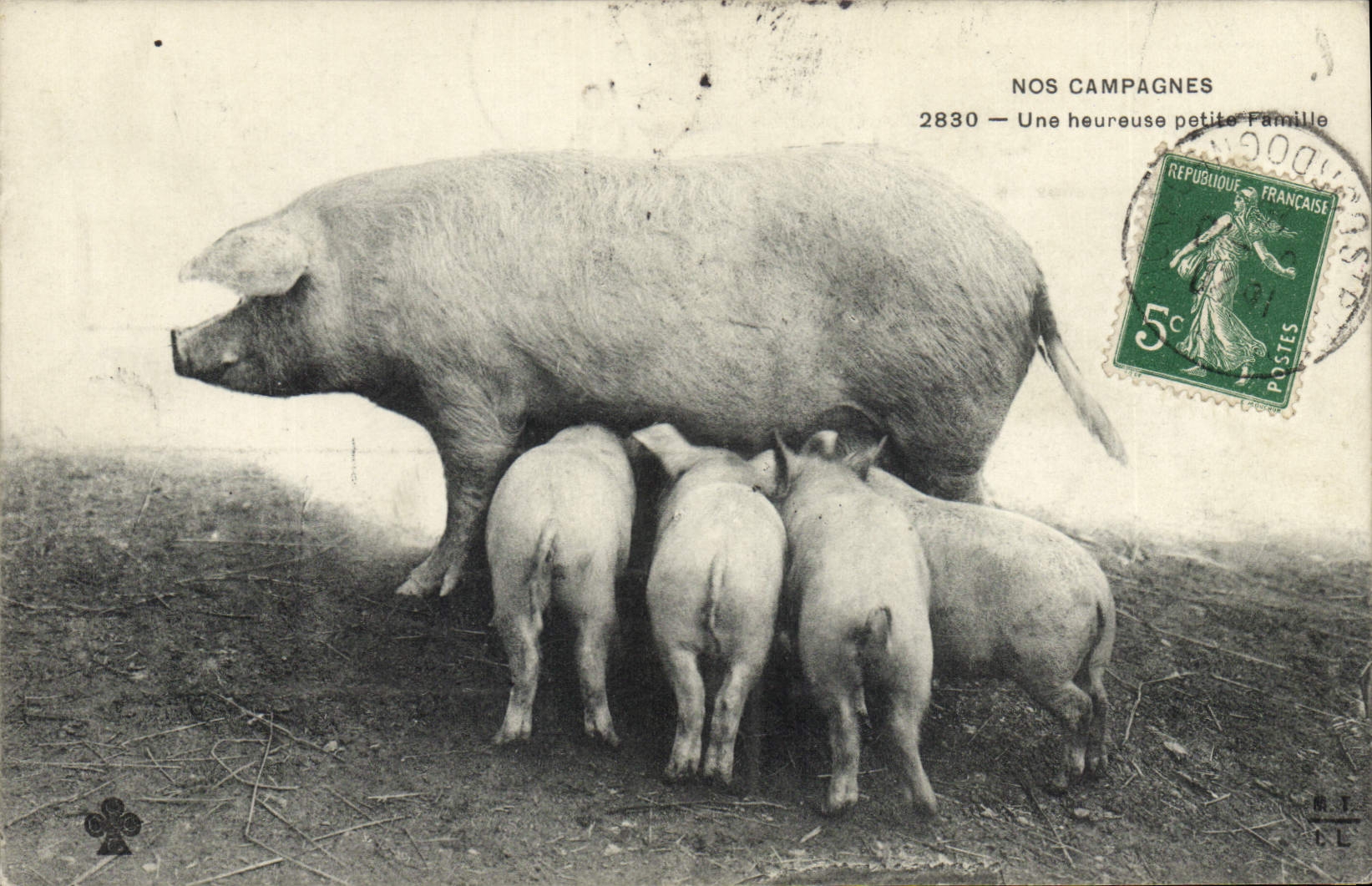 CPA Cochon Porc Une heureuse petite famille