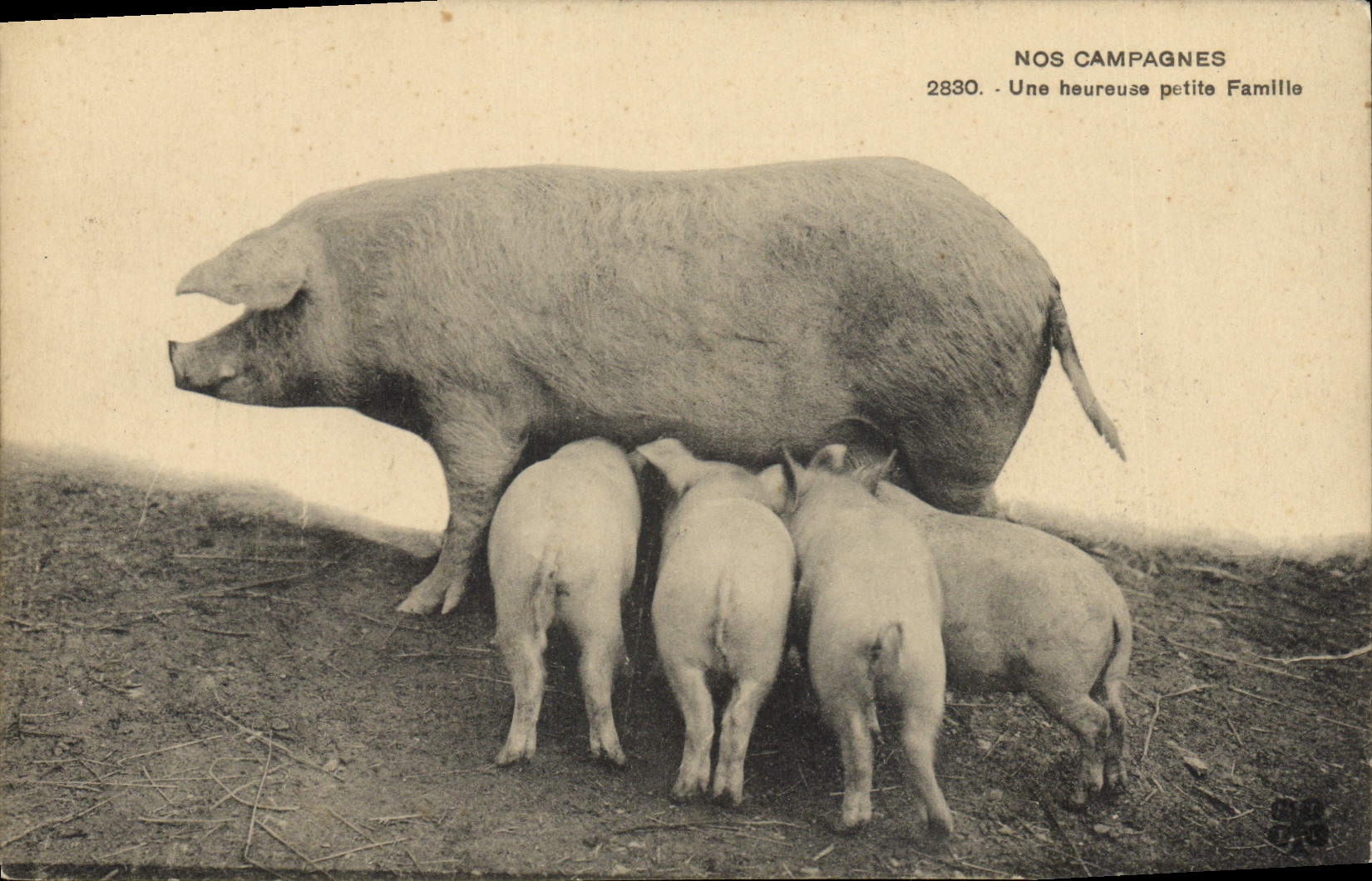 CPA Cochon Porc Une heureuse petite famille