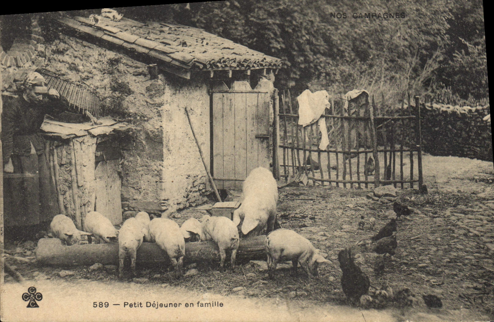 CPA Cochon Porc Petit dejeuner en famille
