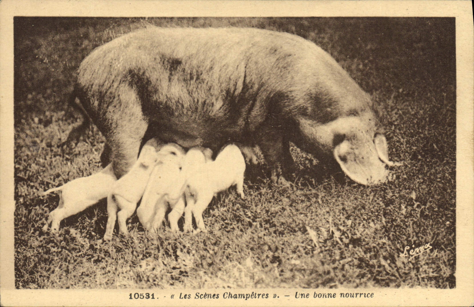 CPA Cochon Porc Une bonne nourrice