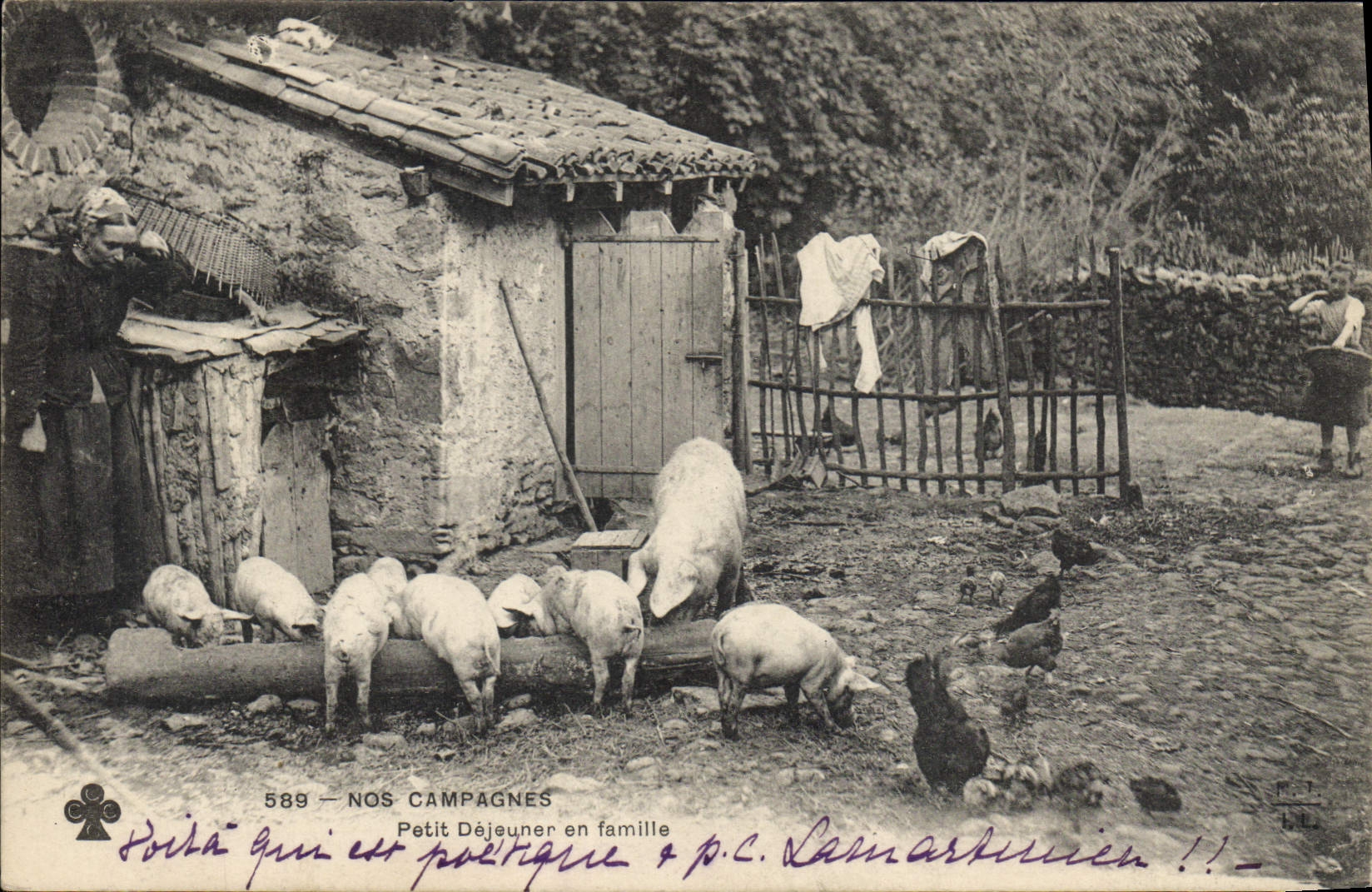 CPA Cochon Porc Petit dejeuner en famille