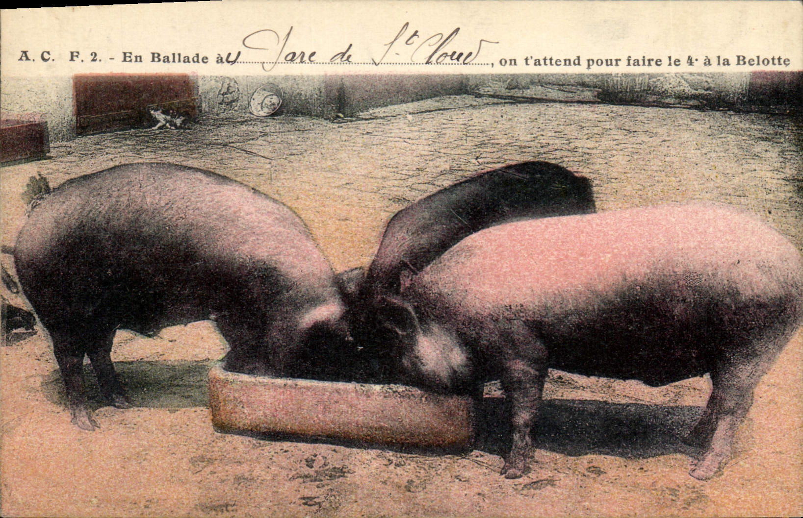 CPA Cochon Porc En ballade Gare de St Cloud