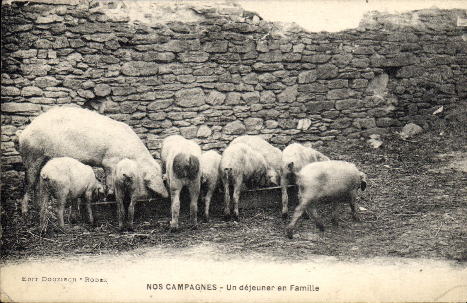 CPA Cochon Porc Un dejeuner en famille