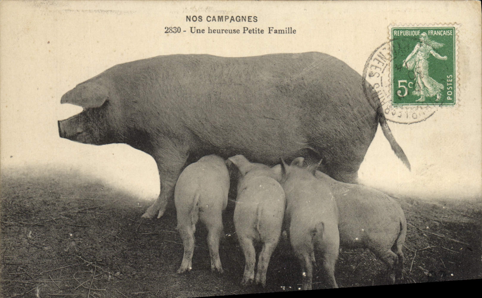 CPA Cochon Porc Une heureuse petite famille