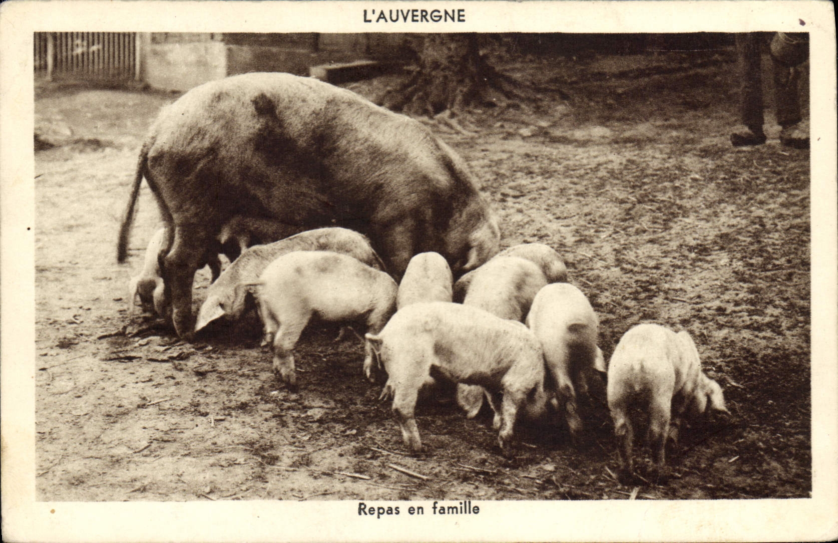 CPA Cochon Porc Repas en famille Auvergne