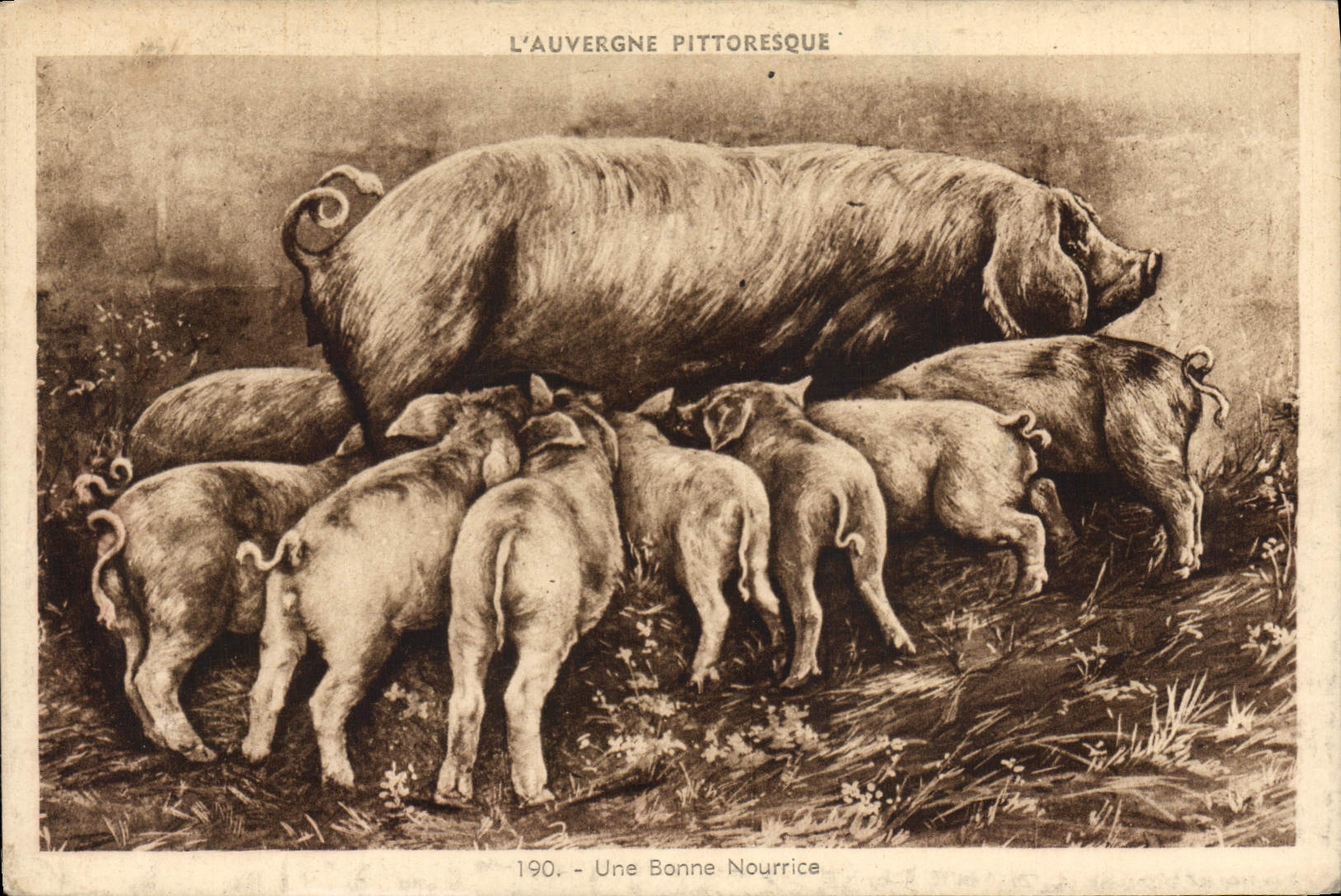 CPA Cochon Porc Auvergne Une bonne naurice