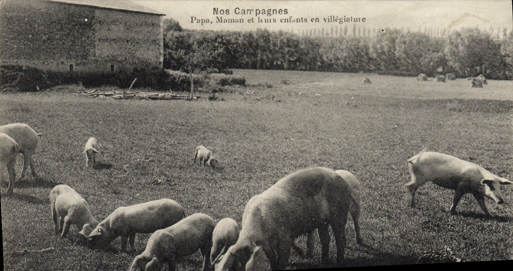 CPA Cochon Porc Papa Maman et leurs enfants en villegiature 