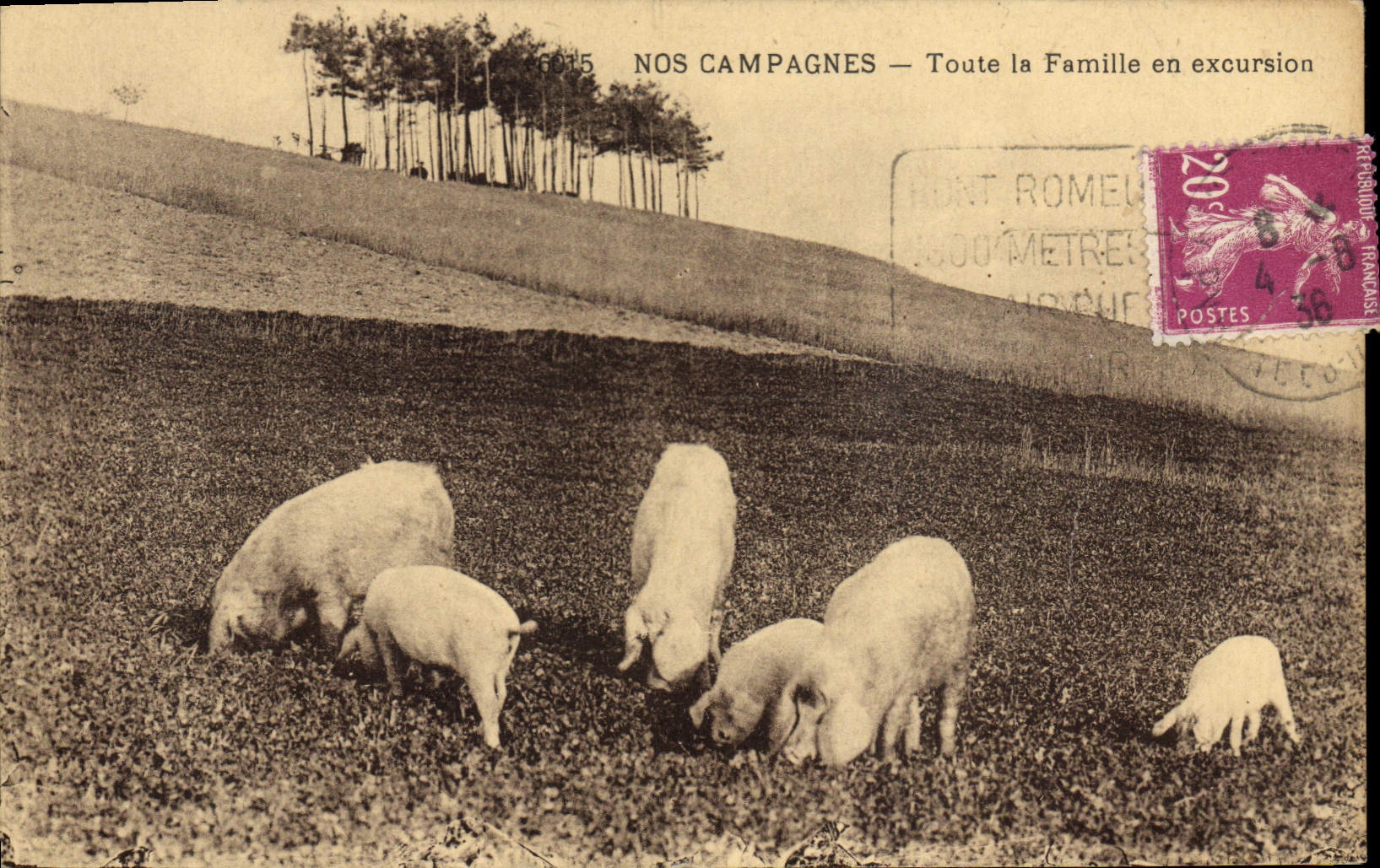 CPA Cochon Porc Toute la famille en excursion 