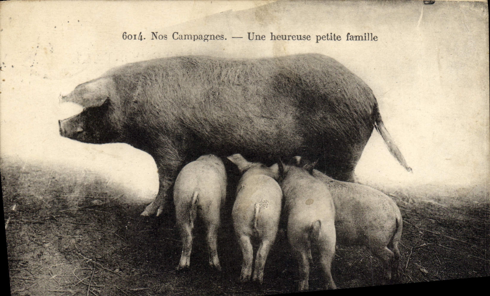 CPA Cochon Porc Une heureuse petite famille